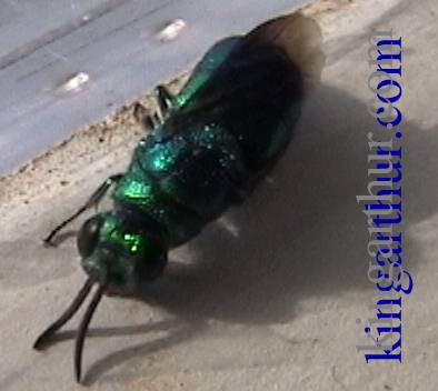 Arrival Of The Cuckoo Wasp